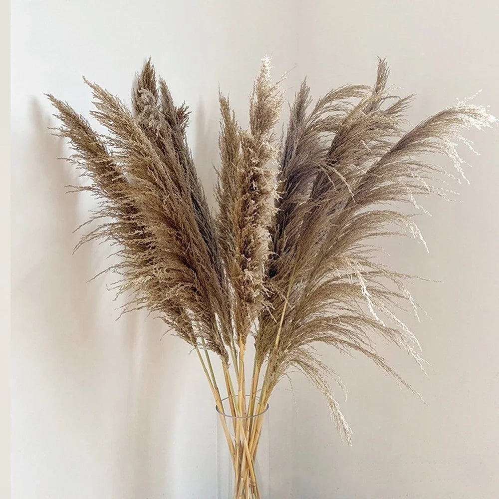 Large Natural Dried Pampas Grass Flowers Bouquet Home Decor