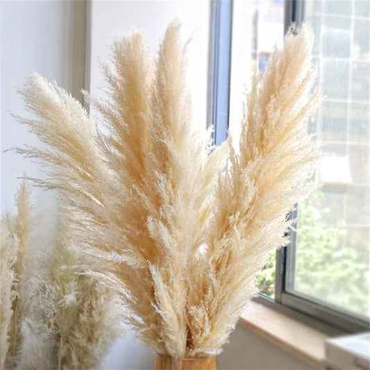 Large Natural Dried Pampas Grass Flowers Bouquet Home Decor